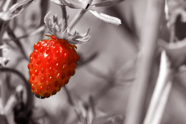 Fragola — Foto Stock