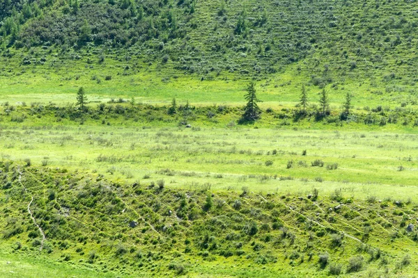 Mountains meadows bushes — Stock Photo, Image