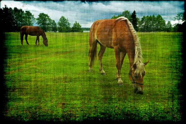 Cavalos pastando grunge — Fotografia de Stock