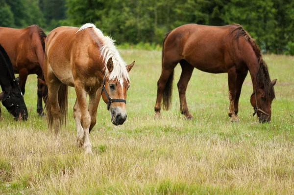 Horses herd grazing — Stock Photo, Image