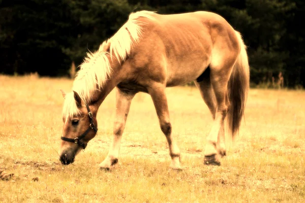 Horse — Stock Photo, Image