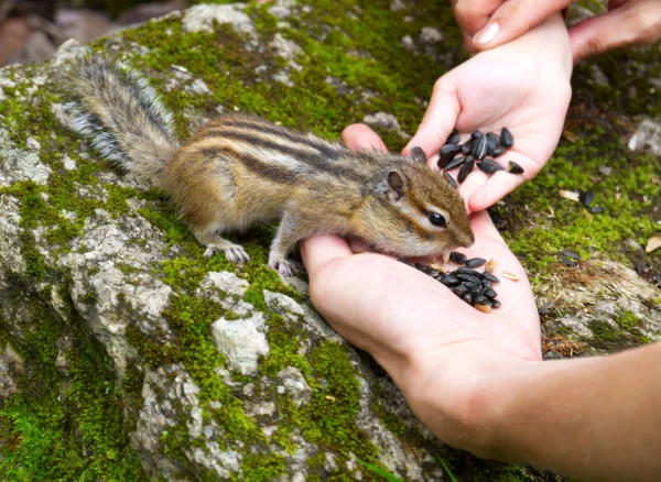 Niño alimentación de la mano ardilla — Foto de Stock