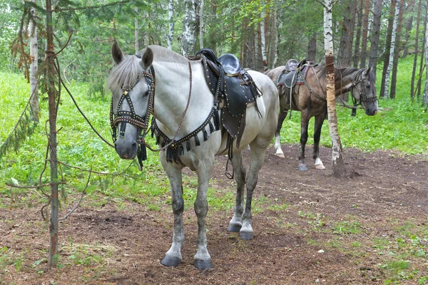 Cavalos selados — Fotografia de Stock