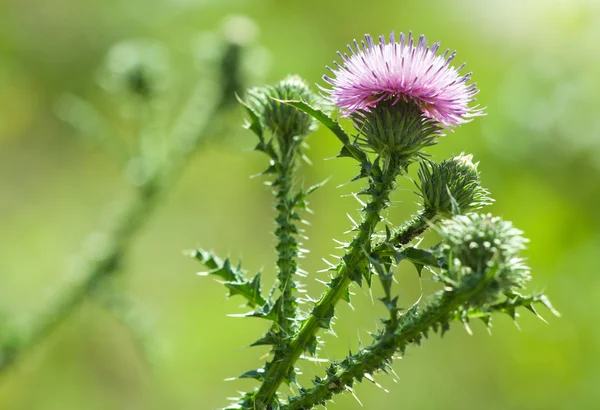 Természetes Környezeti Szezonális Tavaszi Kép Bogáncs Virág Bimbó Vértes Zöld — Stock Fotó