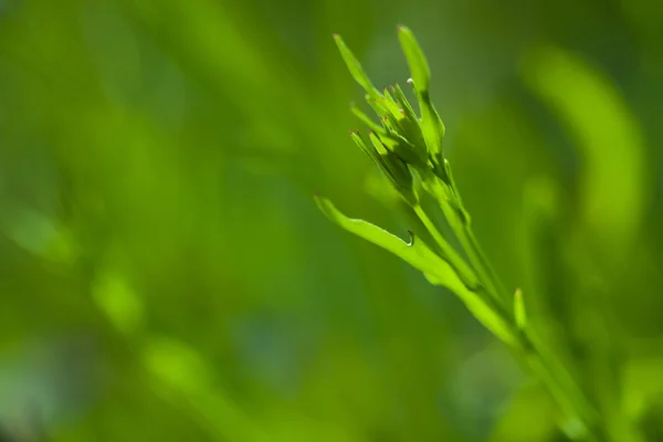 Planta Verde Close Com Fundo Verde Desfocado Consistia Outras Plantas — Fotografia de Stock