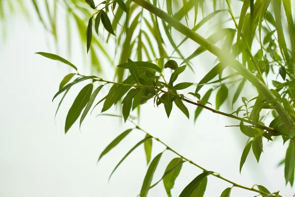 Doğa Yeşillik Zemin Ağlayan Söğüt Dalları Yeşil Yaprakları Closeup Işık Telifsiz Stok Imajlar