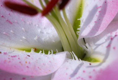 Doğa arka plan deseni: petalsm pistil ve lily stamens çiçek portre