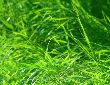 Taze yeşil çim veya bitki veya bitki kadar güneş ışığı closeup veya yakın tarafından aydınlatılmış deseni. Doğa görüntü. Bir duvar kağıdı veya arka plan veya arka plan olarak kullanılabilir.