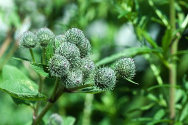 Doğal çevre mevsimlik resim: Dulavratotu (Kasıkotu) diğer bitkilerin yeşil arka plan ile kapatın. Bir arka plan veya duvar kağıdı olarak kullanılabilir.