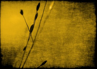 bitki grunge arka plan