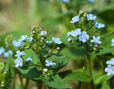 Botanik bahçe bitki doğa resim: unutma (myosotis, Hodangiller, cynoglossum) çiçekler closeup yeşil bitkiler arasında üzerinde arka plan bulanık. Bir duvar kağıdı veya kartpostal olarak kullanılabilir.