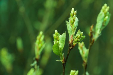 Doğal mevsimlik bahar Eko backgrond: elma ağacı dalı ile ufuk yeşil bahçe zemin ile genç yeşil yeşillik desen. Bir duvar kağıdı veya kartpostal olarak kullanılabilir.