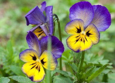 Homo çiçek yakın çekim