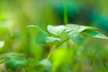 Botanik ekolojik doğa resim: genç taze kısmen bulanık yeşil eco arka plan bahar bitki closeup defocused. Bir duvar kağıdı veya kartpostal olarak kullanılabilir.