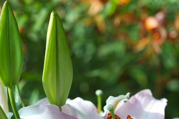 Gemme di fiori di giglio primo piano — Foto Stock