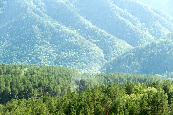 Bosque montañoso —  Fotos de Stock