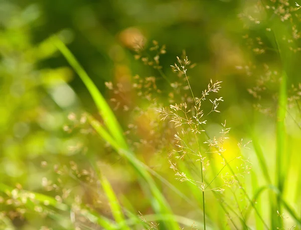 Natureza Floral Fundo Abstrato Grama Verde Com Efeito Bokeh Planta — Fotografia de Stock