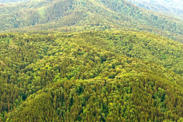 Лесные склоны — стоковое фото