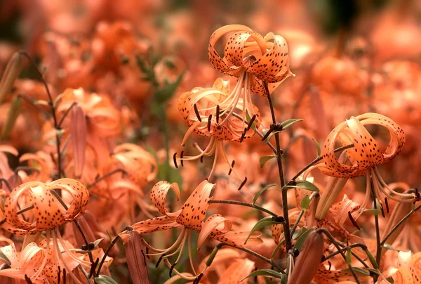 Tigerlilien Einem Garten Lilium Lancifolium Syn Tigrinum Ist Eine Von — Stockfoto