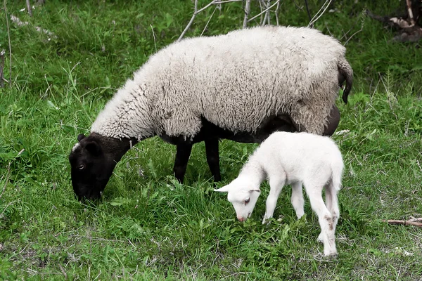 Får lamm — Stockfoto