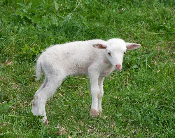 Weißes Lamm — Stockfoto