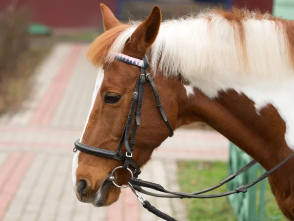 Horse harness — Stock Photo, Image