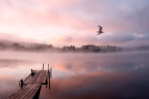 Mañana lago niebla gaviota — Foto de Stock