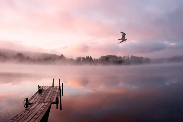 Morning lake mist gull — Stock Photo, Image