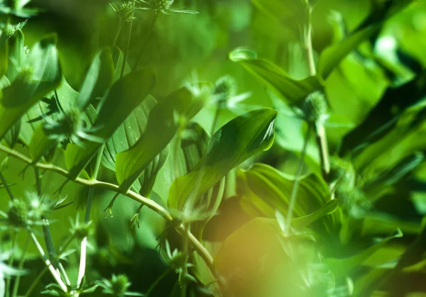 Padrão de plantas — Fotografia de Stock