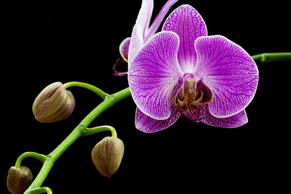 Paarse orchid geïsoleerd — Stockfoto