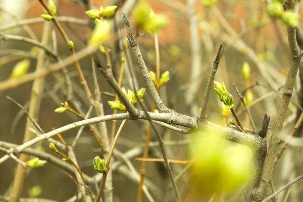 Naturbild Des Frühlings Vom Sonnenlicht Beleuchtete Zweige Mit Jungen Grünen — Stockfoto