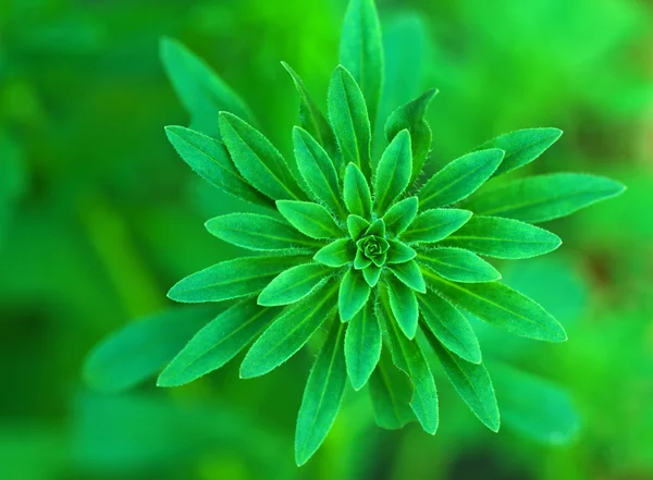Aster bud fundo verde — Fotografia de Stock