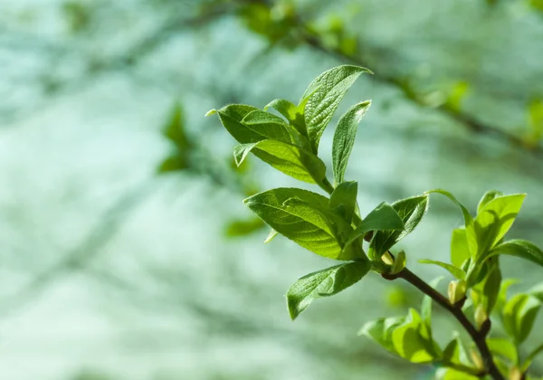 Fundo Ecológico Natural Primavera Sazonal Padrão Galho Árvore Com Folhagem — Fotografia de Stock