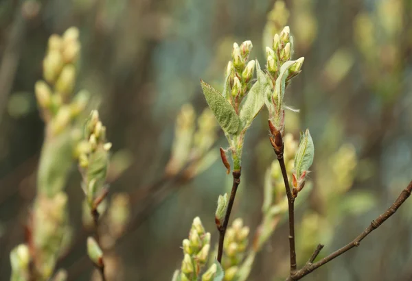 Natürliche Saisonale Öko Backgrond Frühling Muster Aus Ästen Von Apfelbäumen — Stockfoto