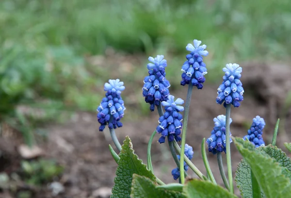 Jacinto de uva Muscari — Foto de Stock