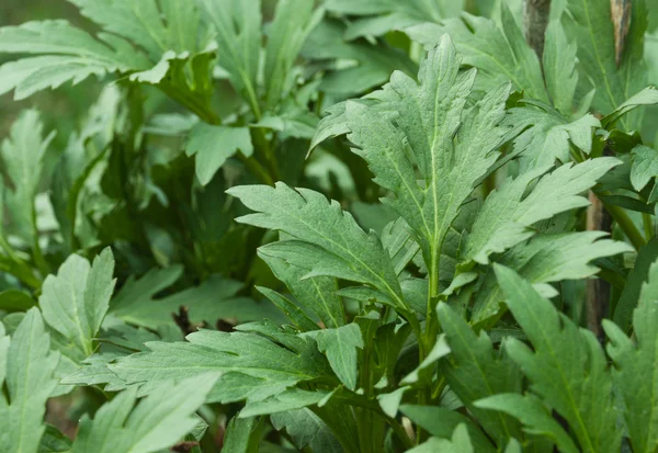 Botanikus Kert Természetvédelmi Kép Üröm Abszintra Artemisia Fiatal Tavaszi Növény — Stock Fotó