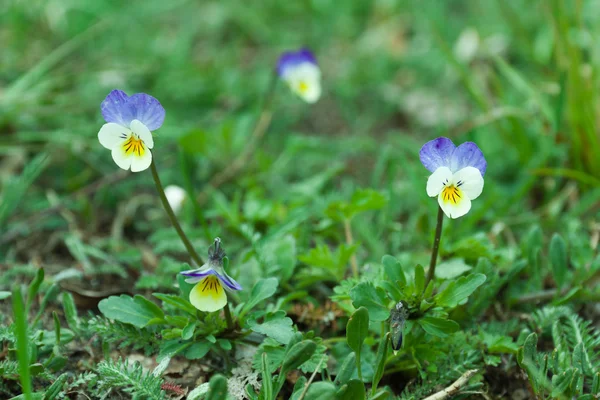 Botanikus Kert Növény Jellegű Kép Árvácska Viola Tricolor Brácsa Cornuta — Stock Fotó