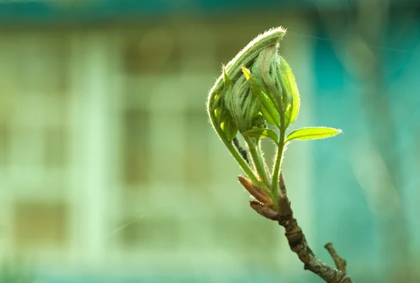 Natürliche Saisonale Öko Backgrond Frühling Muster Von Apfelbaum Zweig Mit — Stockfoto