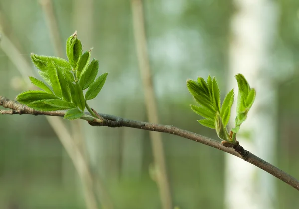 Natürlicher Saisonaler Öko Background Des Frühlings Muster Von Ebereschen Oder — Stockfoto