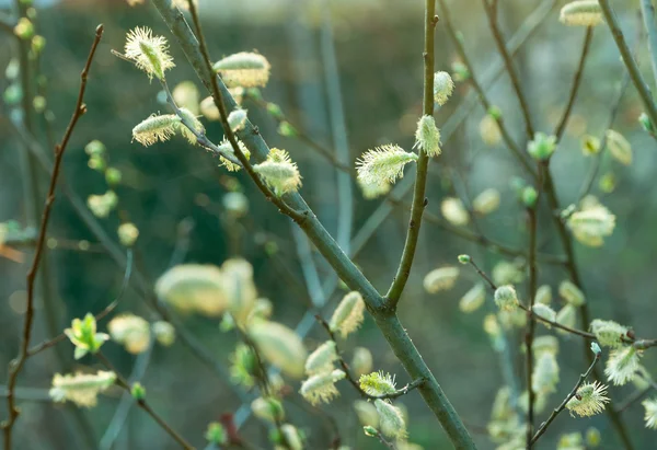 Natuurlijke Seizoensgebonden Voorjaar Eco Backgrond Patroon Van Pussy Willow Takken — Stockfoto
