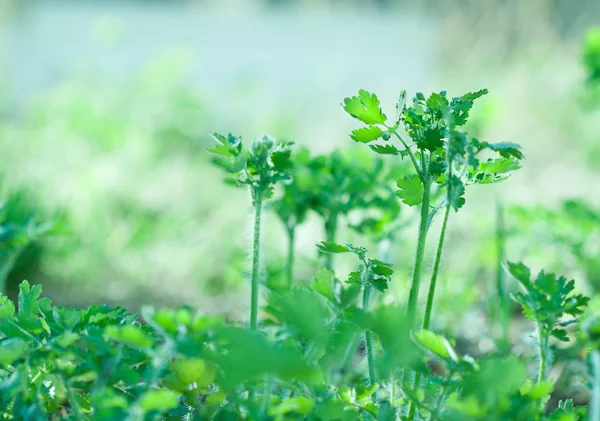 식물원 이미지 흐린된 식물에 둘러싸인 애기똥풀 Tetterwort Sanguinaria Nipplewort Swallowwort — 스톡 사진