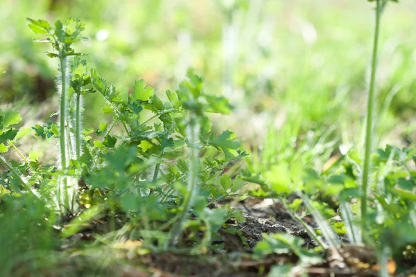 식물원 이미지 흐린된 식물에 둘러싸인 애기똥풀 Tetterwort Sanguinaria Nipplewort Swallowwort — 스톡 사진