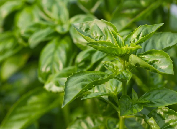 Agricultură Abstractă Natură Fundal Bază Plante Busuioc Verde Ocimum Bazilicum fotografii de stoc fără drepturi de autor