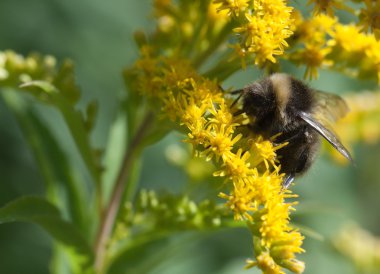 Bumblebee yakın çekim