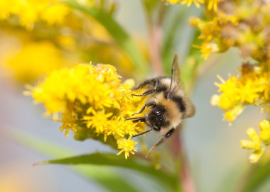 böcek hayatını ayrıntılarını gösteren doğa resim: closeup veya sarı çiçek üzerinde oturan makro bir yaban arısı (bombus tür). duvar kağıdı, arka plan veya kartpostal kullanılabilir.