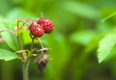 Doğa çevre ekoloji görüntü: 2 taze vahşi kırmızı çilek çilek yakın çekim yeşil arka plan bulanık ile. Bir arka plan veya duvar kağıdı olarak kullanılabilir.