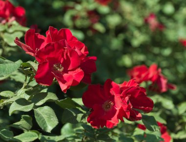 Doğa arka plan deseni: kırmızı köpek-gül çiçek closeup ile arka plan bulanık.