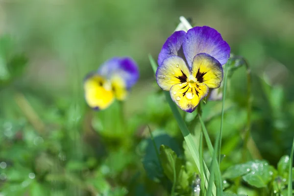 Botanikus Kert Növény Jellegű Kép Árvácska Viola Tricolor Brácsa Cornuta — Stock Fotó