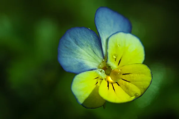 Pansy flower closeup