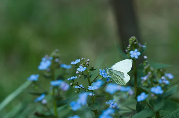 Olvídame-no mariposa — Foto de Stock